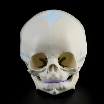 1: 1 Žmogaus Vaisiaus Baby Kūdikių Medicinos Kaukolės Anatomijos Skeleto Modelis Mokymo Reikmenys Medicinos Mokslo Y51A