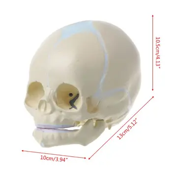 1: 1 Žmogaus Vaisiaus Baby Kūdikių Medicinos Kaukolės Anatomijos Skeleto Modelis Mokymo Reikmenys Medicinos Mokslo Y51A