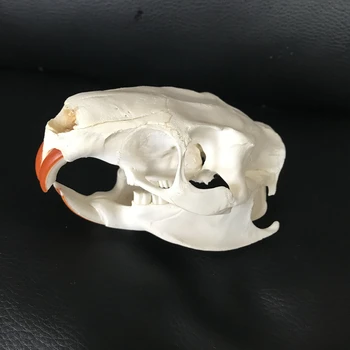 1PCS/8PCS Taxidermy Myocastor coypus Nutrijos kaukolė nekilnojamojo kaulų skeleto biologija