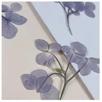 60pcs Presuotų Džiovintų Multi-pradėti Hydrangea Gėlių, Augalų Herbariumas Papuošalai Foto Rėmelis Telefono dėklas Priėmimo Žyma 