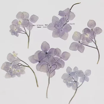 60pcs Presuotų Džiovintų Multi-pradėti Hydrangea Gėlių, Augalų Herbariumas Papuošalai Foto Rėmelis Telefono dėklas Priėmimo Žyma 
