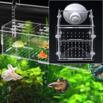 Akvariumo Žuvų Veisimo Atskirai Langelį Žuvų Bakas Inkubatorius Veisėjas Kūdikių Žuvys