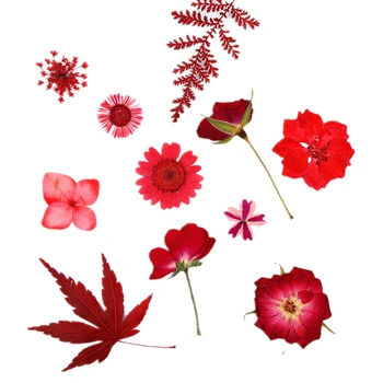 Gamtos Suspaustą mišinį raudonos gėlės,Eternal rose daisy lapų 