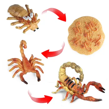 Karšto Modeliavimas Gyvūnų Skorpionas Augimo Ciklo Veiksmų Skaičiai Modelio Mielas Vaikams Dovanas Švietimo Pažinimo Kolekcija Vaikams, Žaislai