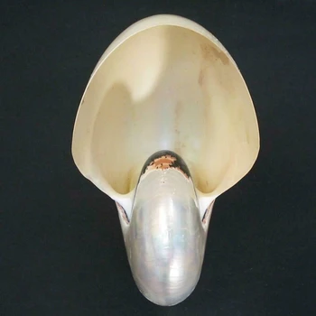 Karšto XD-Gludinti Grožio Nautilus Pompilius Gamtos Myli Korpuso Kamerų Papūgos Seashell