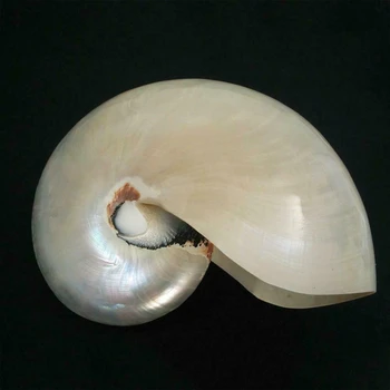 Karšto XD-Gludinti Grožio Nautilus Pompilius Gamtos Myli Korpuso Kamerų Papūgos Seashell