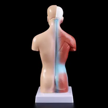 Žmogaus Liemens, Kūno Anatomijos Modelis Anatomijos Medicinos Vidaus Organų Mokymo